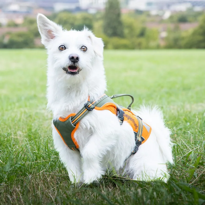Therapiebegleithund Bruno
