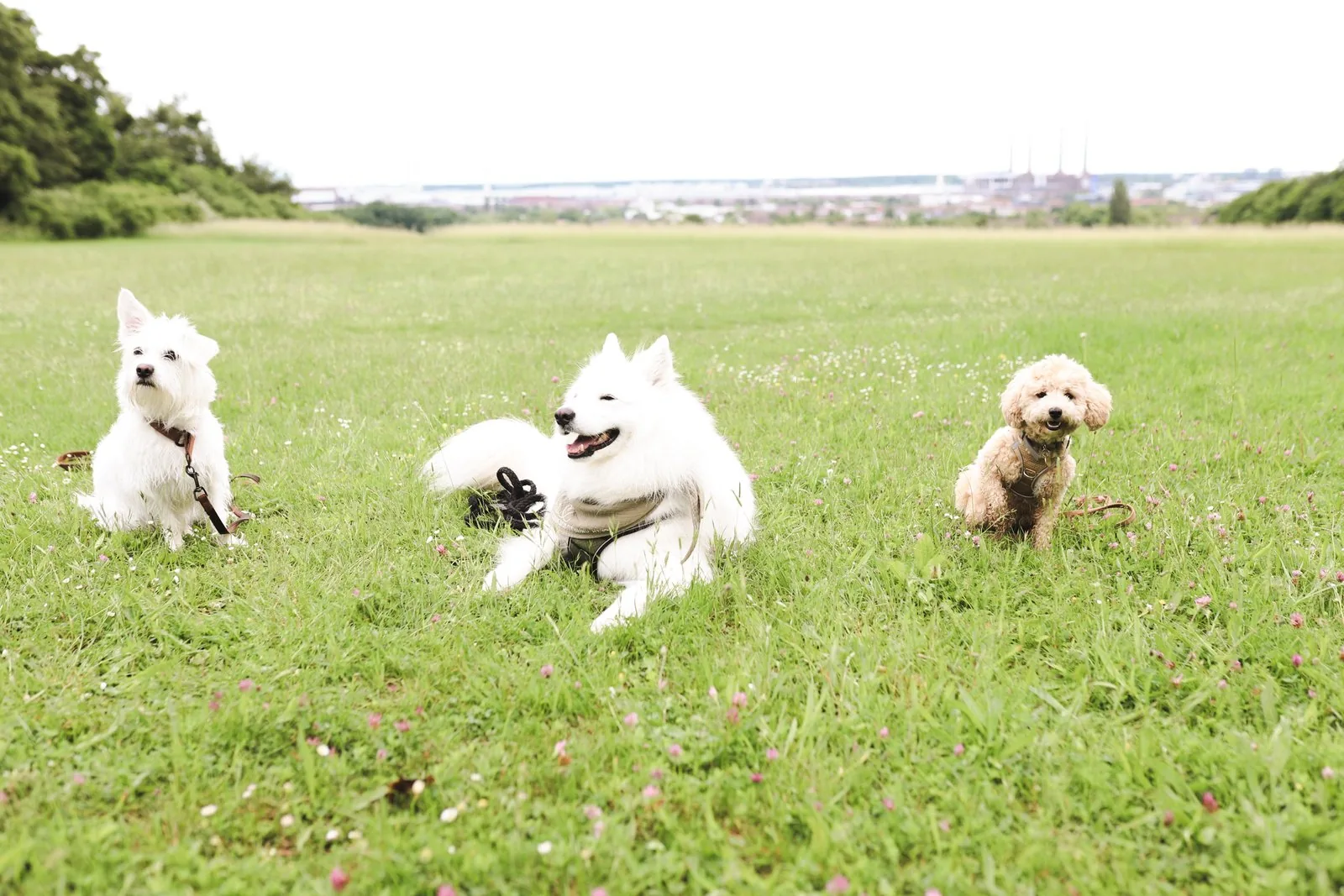 Bruno, Benni und Mali – unsere drei Therapiebegleithunde